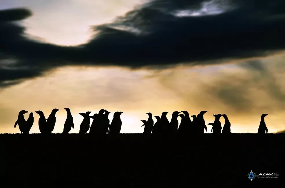 Pingüinos de Magallanes Por José Luis Lazarte
