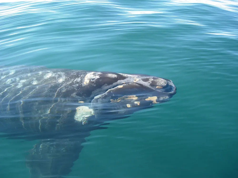 ballena estudiada