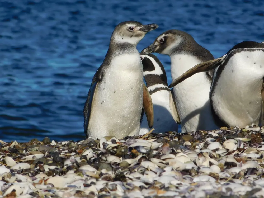 Trelew prepara la fiesta del pingüino