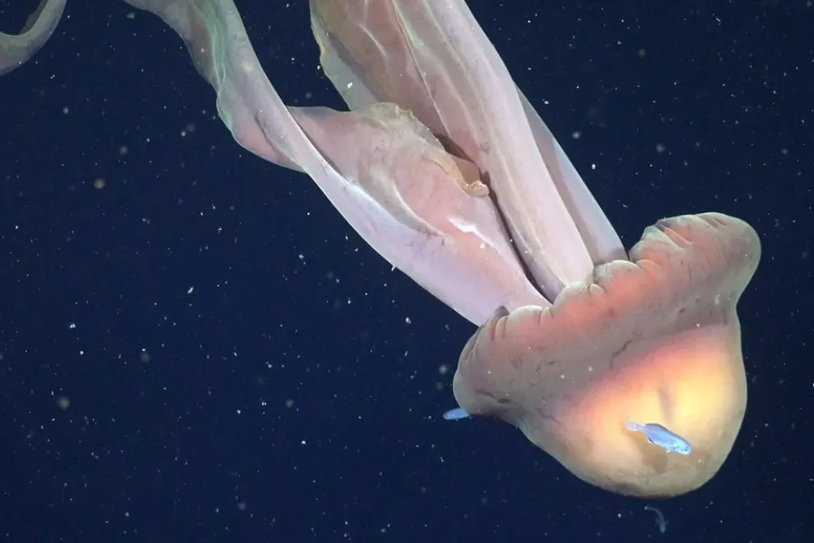 MEDUZA GIGANTE