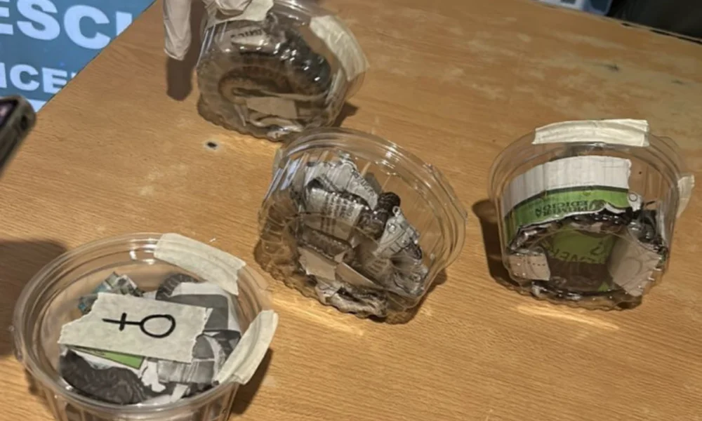 Rescatan crías de boa contrictora