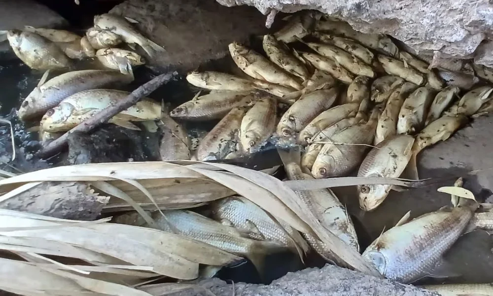 Mortandad de peces en el río Areco. Foto LA NACION