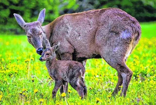 Huemul