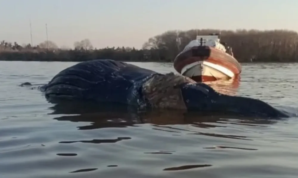 Otra ballena muerta (1)