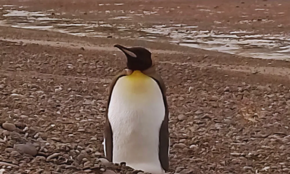 Pingüino rey en Playa Magagna