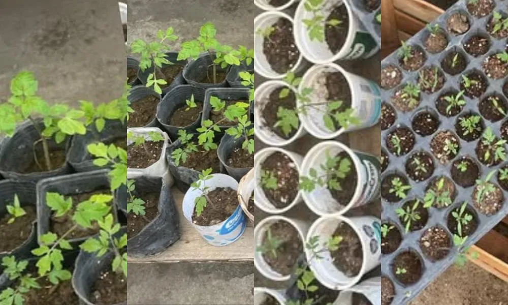 Plantines
