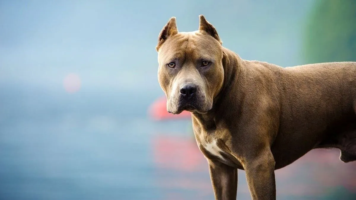pitbull