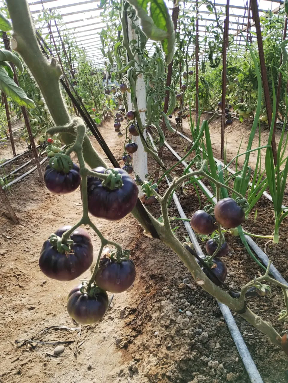 Huerta municipal Camarones 2