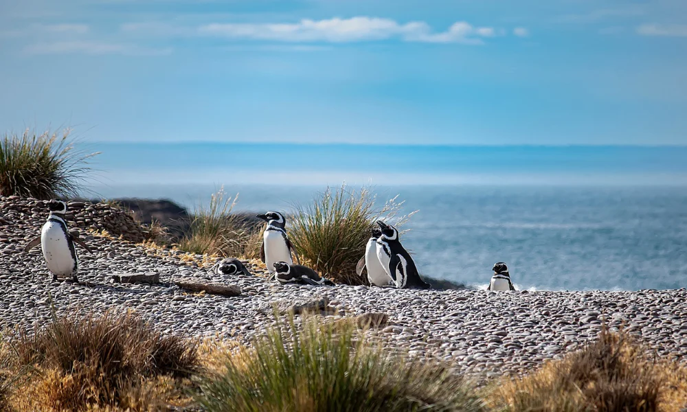 Pingüino de Magallanes