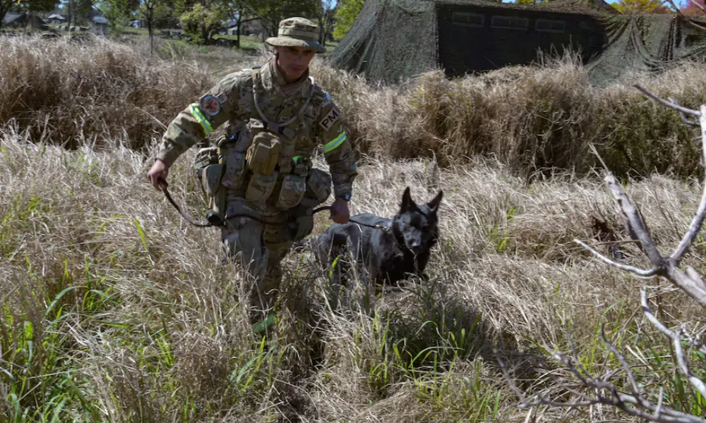 Perro de guerra argentino