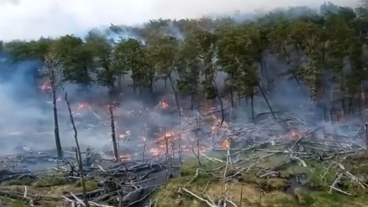 bosque incendiado