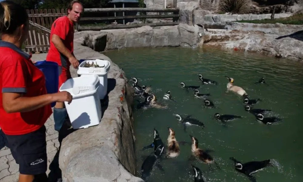 El objetivo inicial fue vender los animales en el exterior para generar ingresos y cumplir con la entrega del predio vacío.