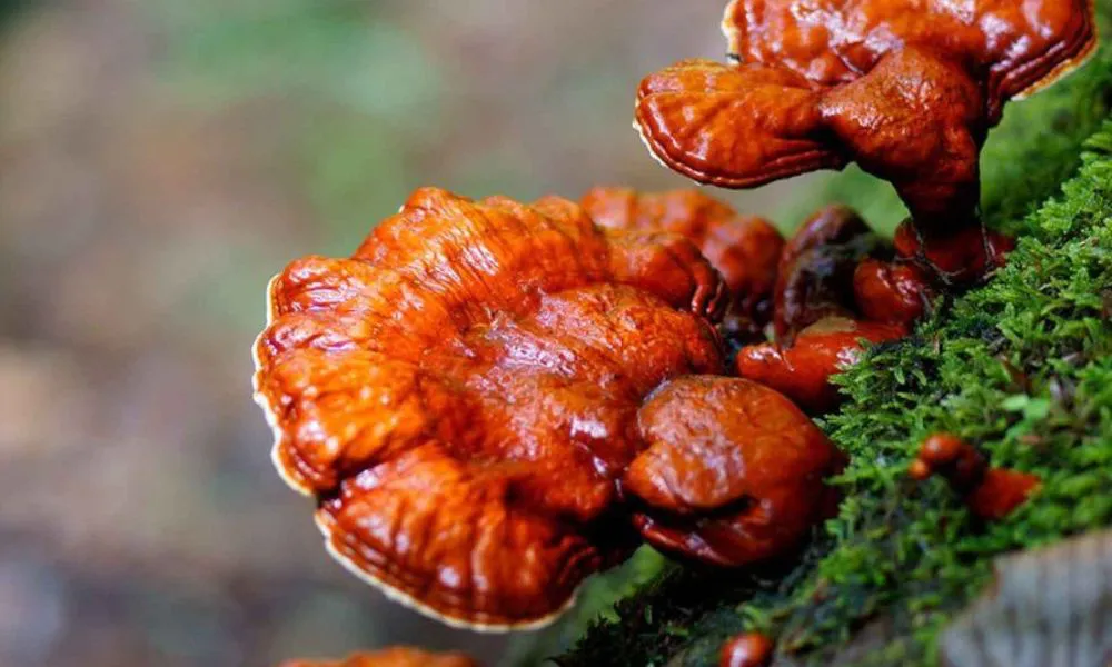 Reishi (Foto: El Español)