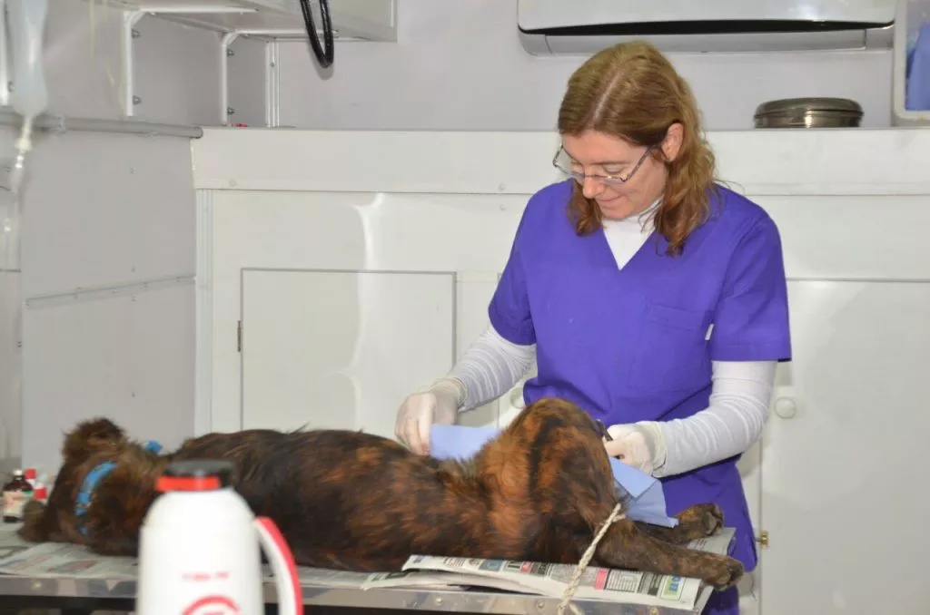 CONTINÚA LA CAMPAÑA DE VACUNACIÓN Y CASTRACIÓN DE MASCOTAS