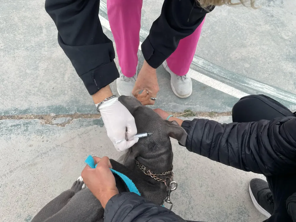 en siete barrios culmina el programa de desparasitación de abril