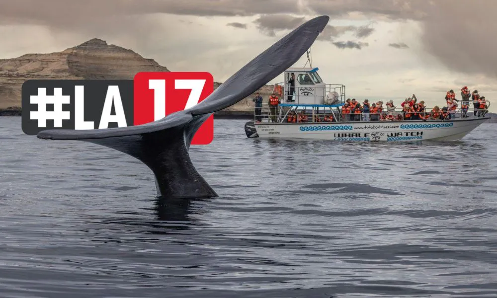 Avistaje de ballenas Foto Gentileza Bottazi