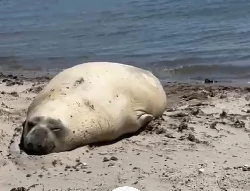 Elefante marino en Puerto Madryn-