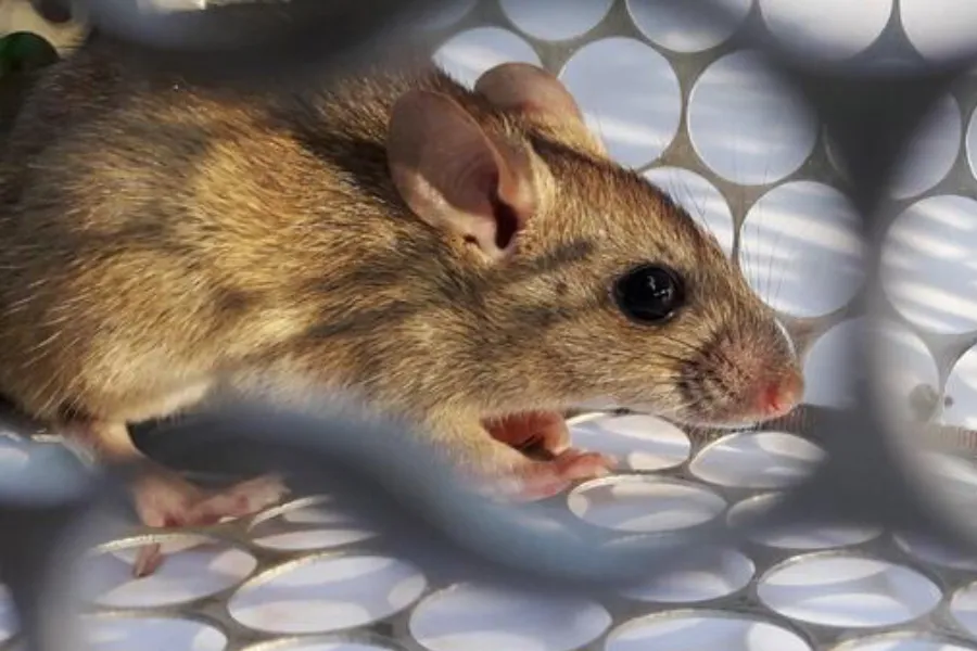 Hantavirus