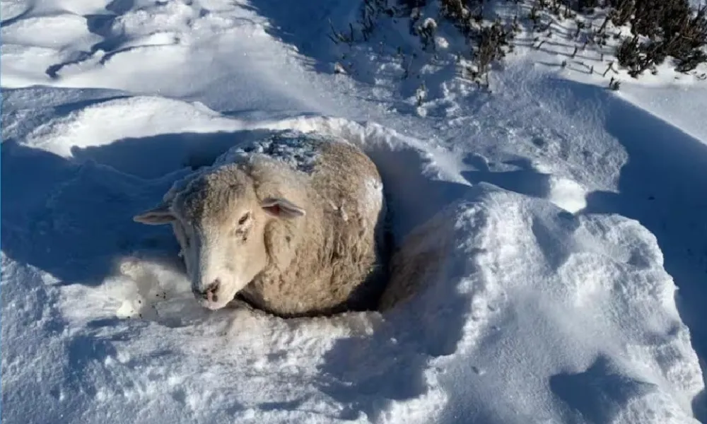 oveja nieve