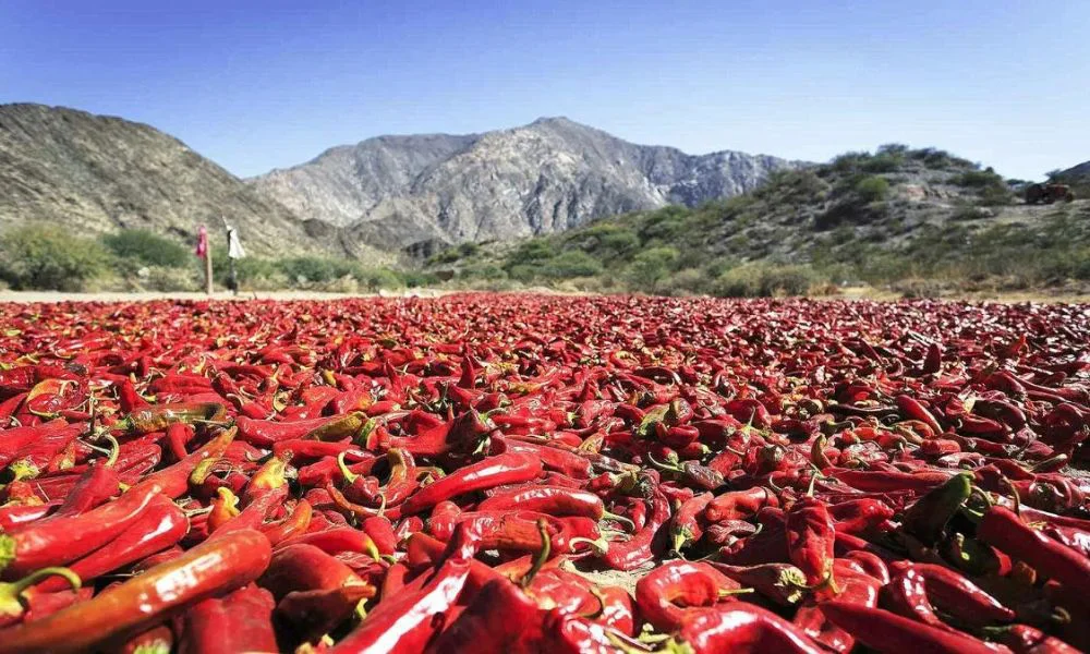 Pimientos se secan al sol en Salta. Foto Aire de Santa Fe