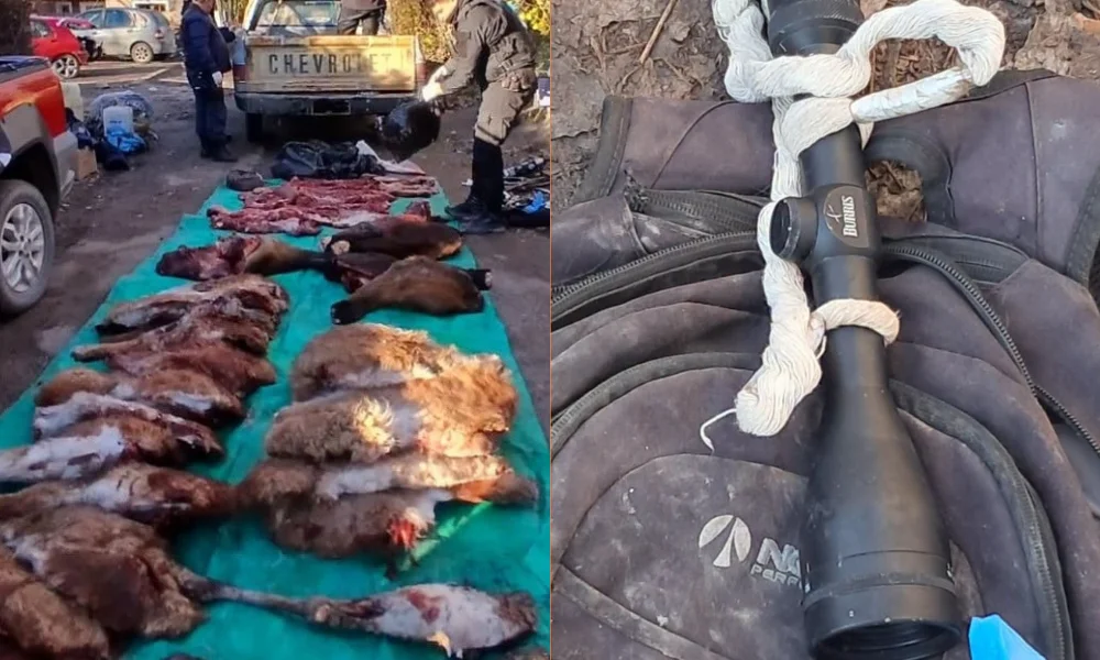 Armas y carne ilegal