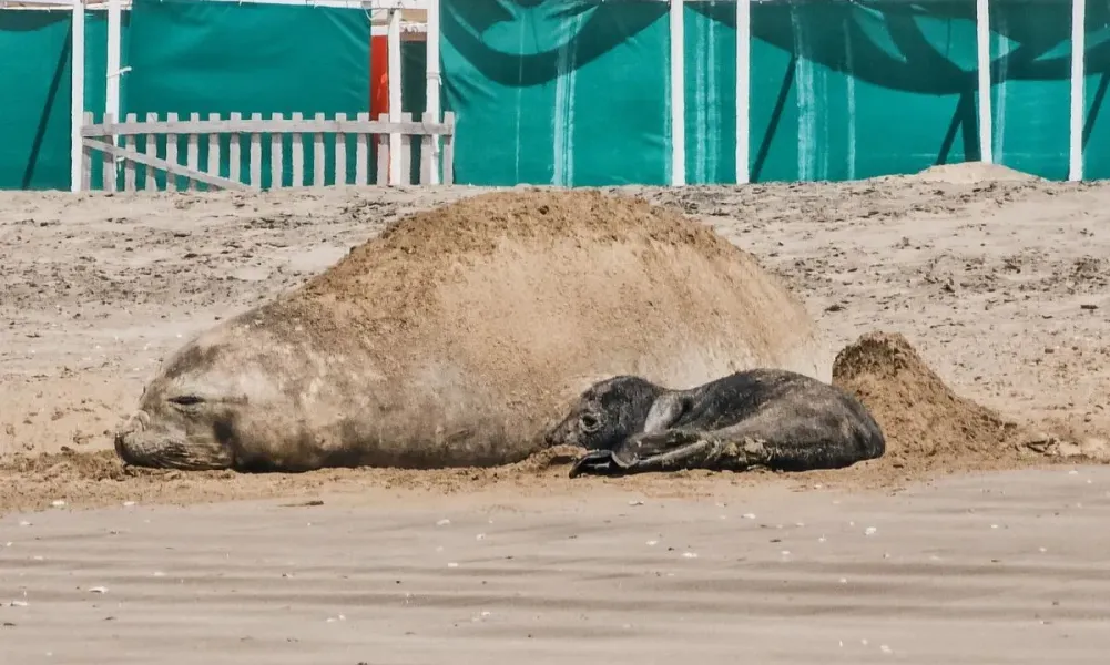 Elefante marino nació en Punta Mogotes