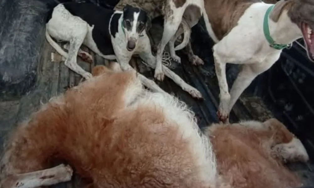 Incautaron un guanaco muerto en Comodoro