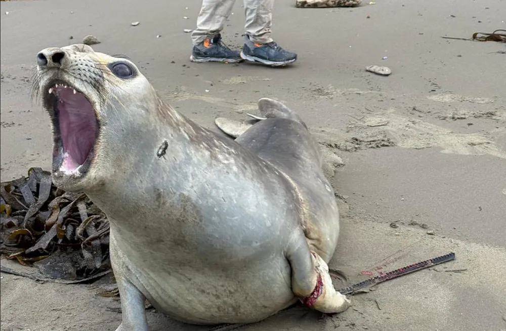 Rescatan a elefante marino en Península Valdés