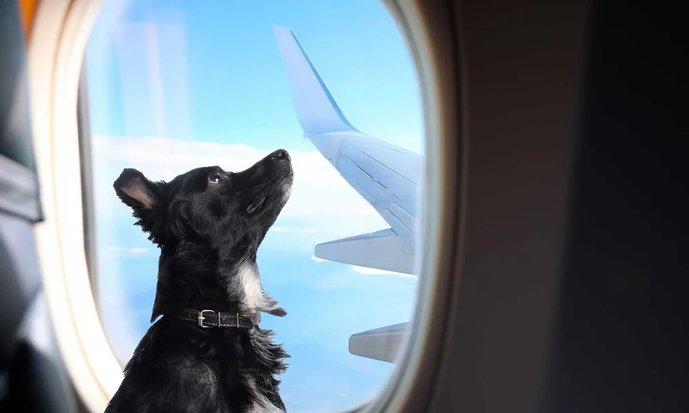 Mascotas viajando