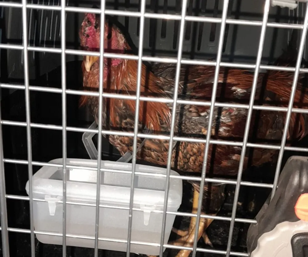 Rescatan perros y gallos por maltrato animal en Chaco