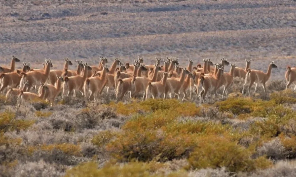 El trabajo combina caminatas largas, observación directa y el uso de herramientas específicas.