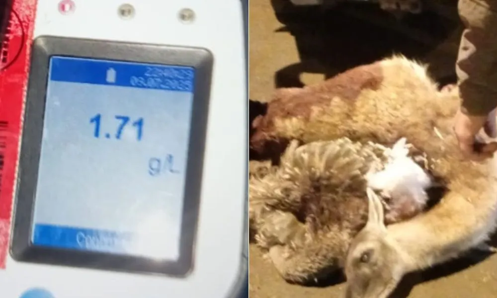 Por un choque en Sarmiento, detectan a alcoholizados, fauna y un rifle