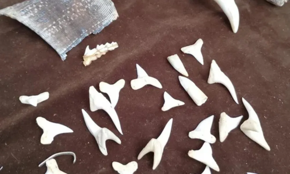 Artesanías ilegales