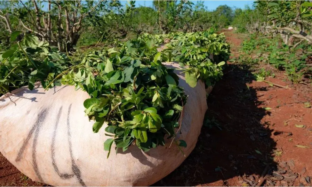 Producción de yerba mate