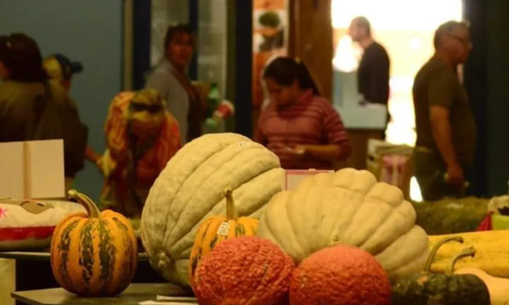 La muestra tendra los clasicos concursos