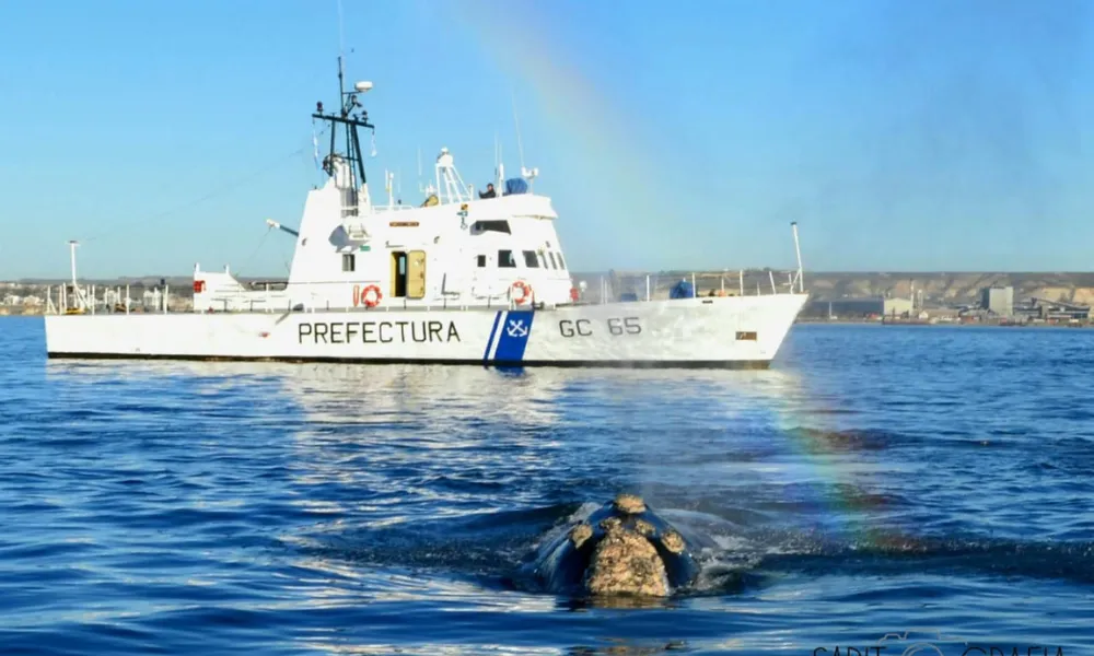 navega ballenas