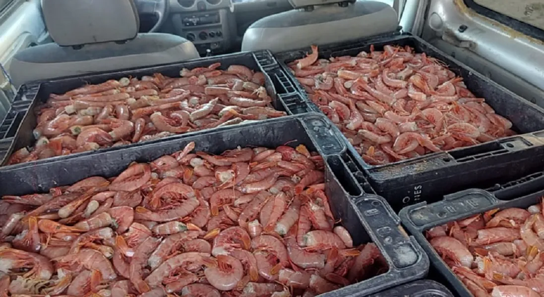 Langostinos ilegales