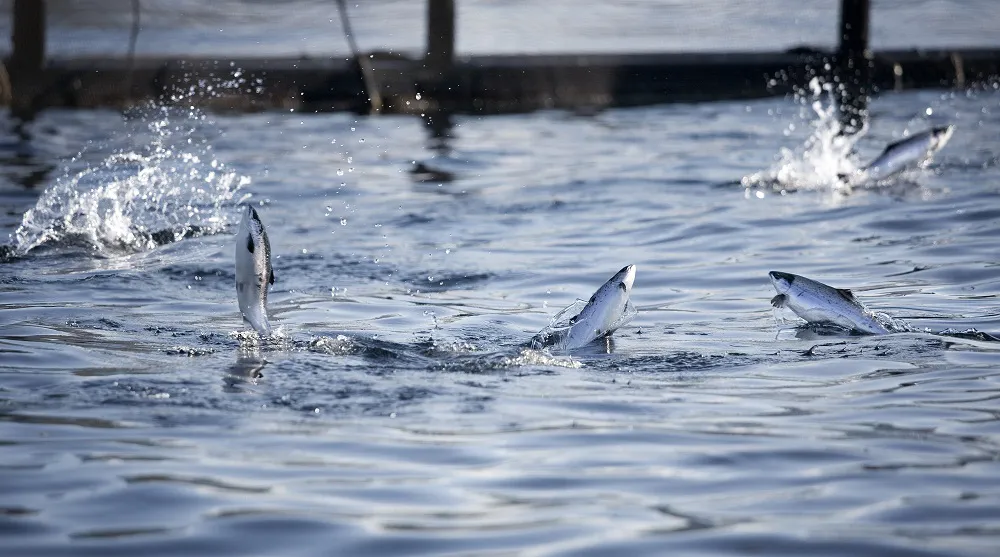 Salmones