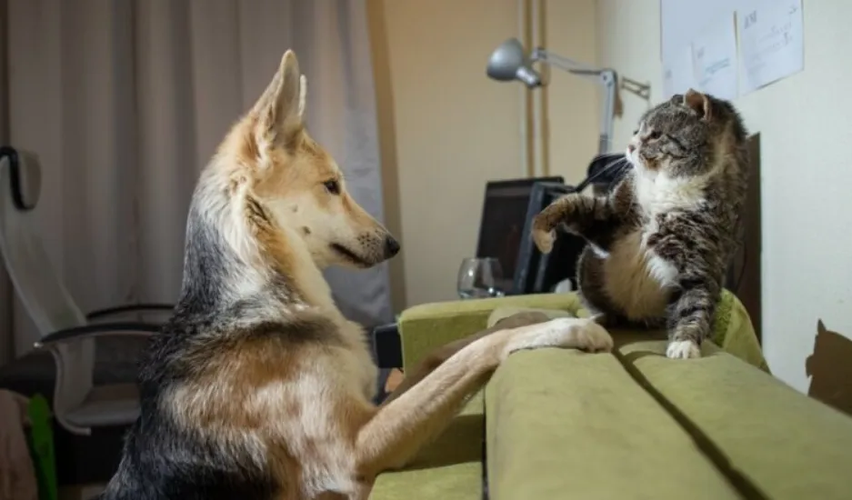 perro y gato