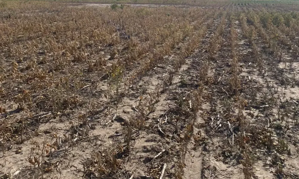 Campos de Chaco