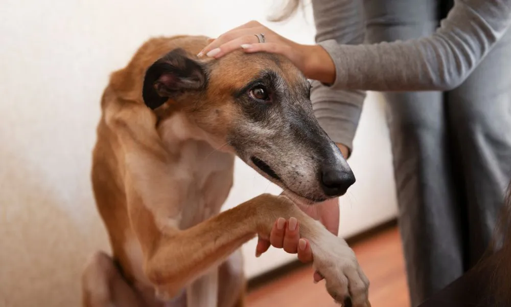 Mascota perro vacunación foto Freepik