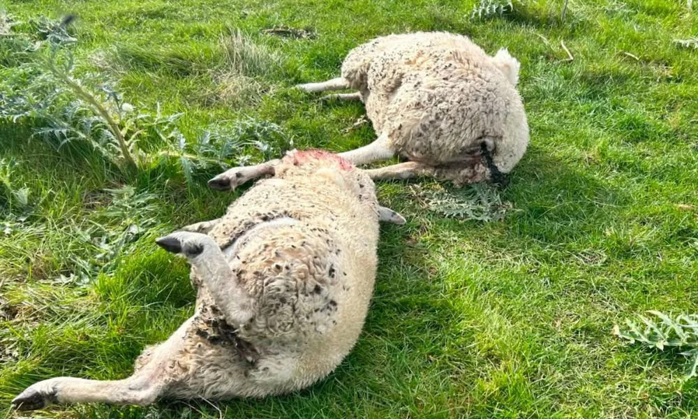 Matanza de ovejas en Castelli. Foto LA NACION