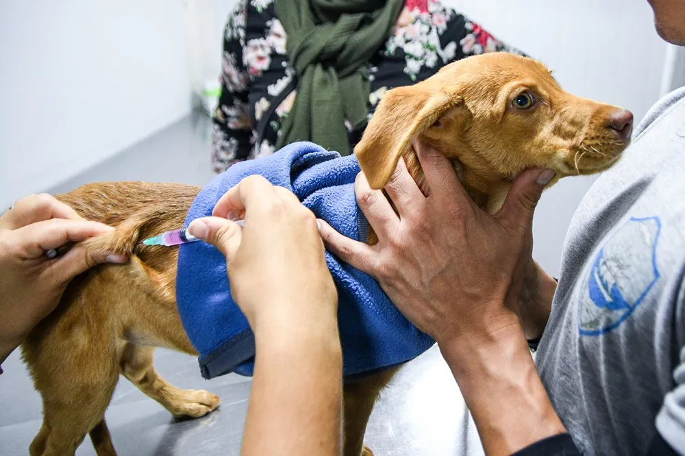 Vacunación y castración de mascotas en Puerto Madryn