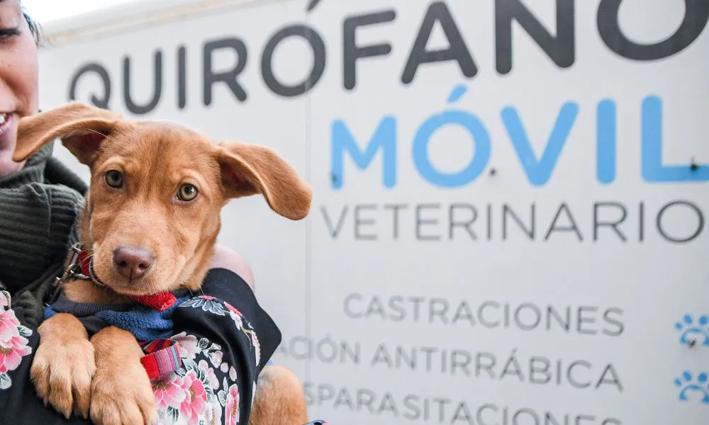Campañas de vacunación y castración animal en Madryn