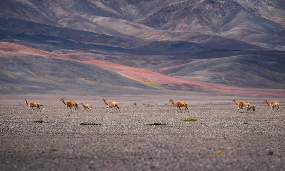Se puso en marcha un programa de monitoreo ambiental que abarcará distintos puntos de la cordillera riojana.