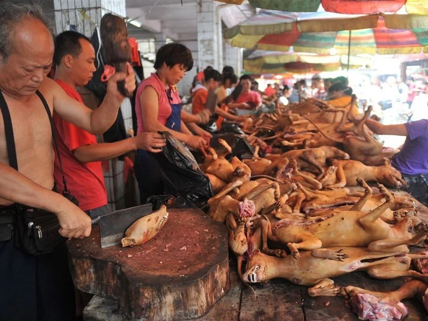 Festival de la Carne de Perro en China