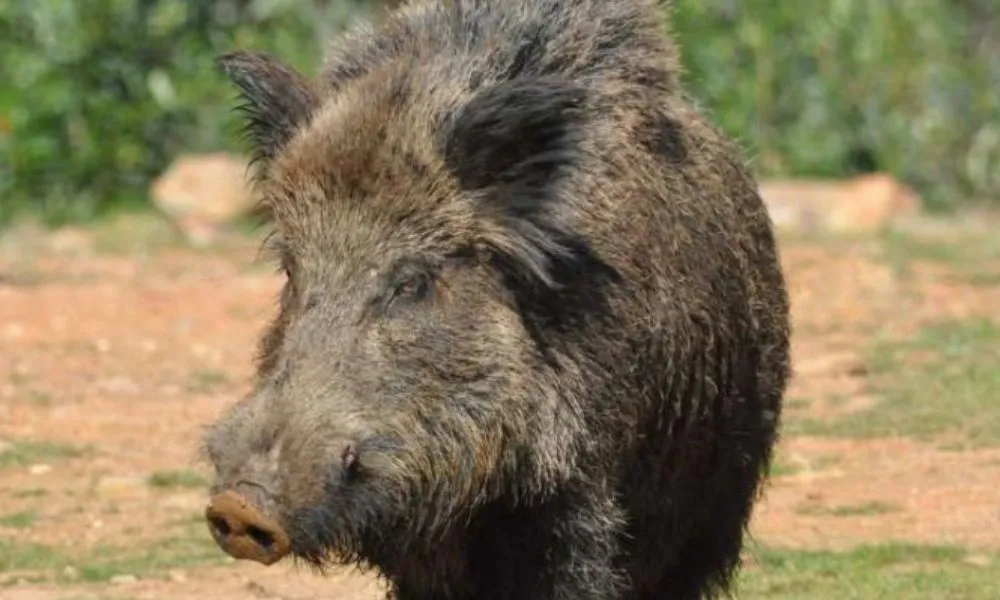 jabalí Foto Cadena Ser