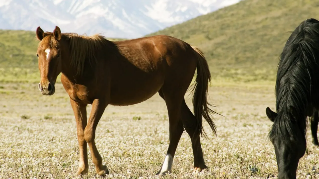 Caballo imagen