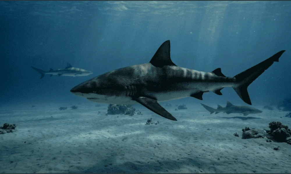 El análisis pone en evidencia hasta dónde llega la huella de la actividad humana.