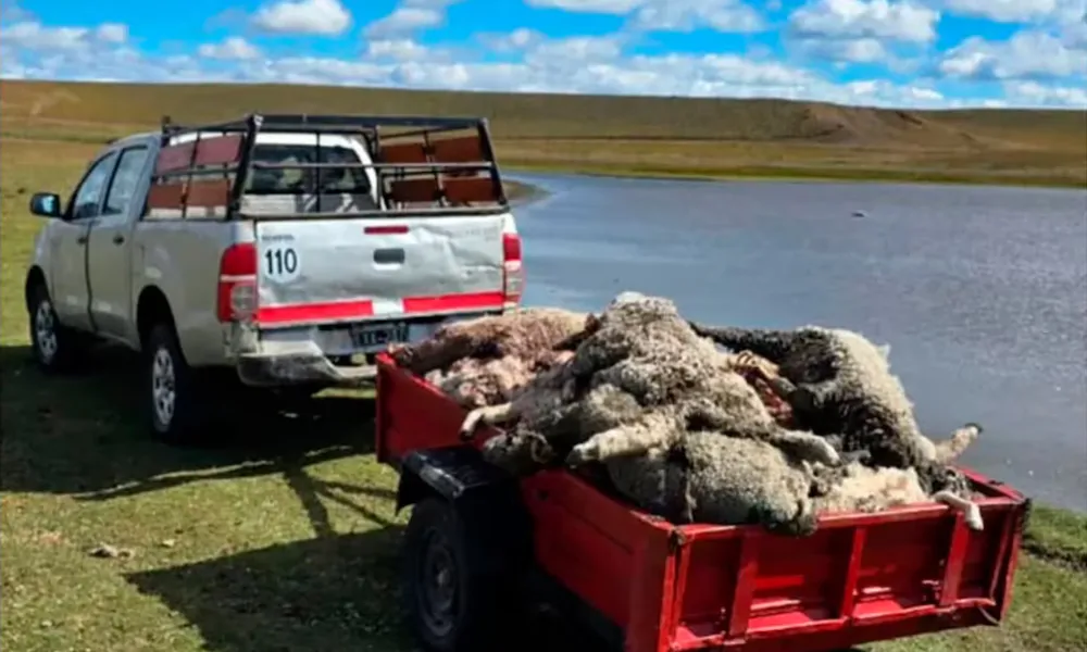 perros mataron 100 corderos